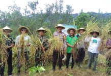 Panen Raya Desa Samar, Langkah Konkret Menuju Swasembada Pangan