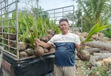 Pemdes Manding Bagikan Bibit Kelapa Genjah Entok Kepada Warga, Dorong Program Ketahanan Pangan Desa