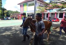 SMKN 1 Pagerwojo Sembelih 3 Ekor Sapi Dan 1Kambing, Wujudkan Semangat Berkurban Dan Kepedulian Sosial Di Idul Adha 1446 H