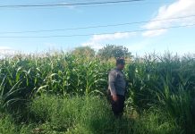 Bhabinkamtibmas Desa Karanganom Kawal Pertumbuhan Jagung, Wujud Nyata Dukungan Polri Terhadap Ketahanan Pangan Nasional