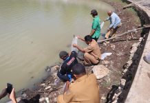 Ribuan Benih Ikan Ditabur Di Waduk Desa Panggunguni, Upaya Lestarikan Ekosistem Dan Tingkatan Potensi Perikanan